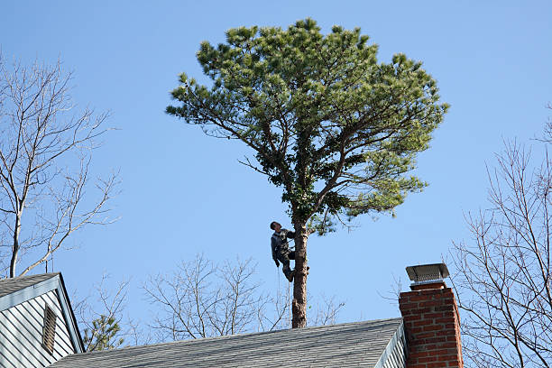 Town And Country, MO Tree Care Company